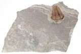 Ordovician Trilobite (Placoparia) Fossil - Morocco #216590-5